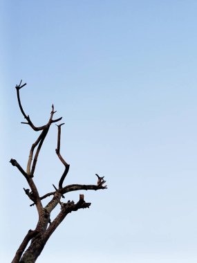 Solmuş bir ağacın minimalist tarzı fotoğrafı ve güzel, berrak bir arkaplanda metin için alanı olan dallar..