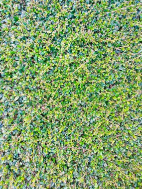 Yeşil yaprak duvar arkaplan resmi, metin için alanı olan etkinliğiniz için bir grafik panelidir.