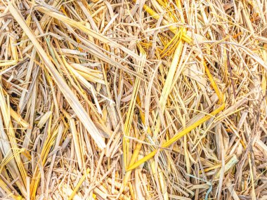 Tarımın bitiminden sonra tarlada pirinç hasadından elde edilen kuru pirinç samanlarının arkaplan görüntüsü.