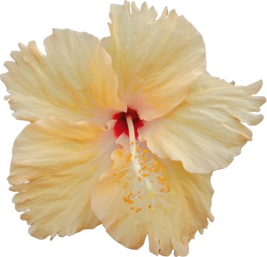 Orange hibiscus flower with beautiful natural petals on a separate white background.