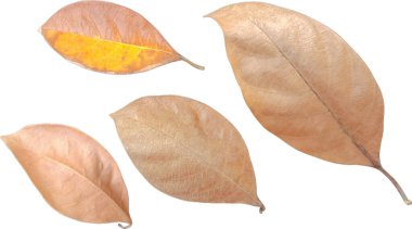 Several dry leaves arranged on a separate white background are called jackfruit leaves.