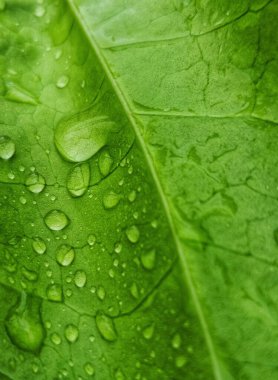 Yağmur mevsiminde tropikal doğa, yağmurdan sonra makro çiğ damlaları, yeşil yaprakların üzerindeki su damlacıkları, ormandaki taze ve canlı yapraklar, su damlaları ile doğal arka plan..