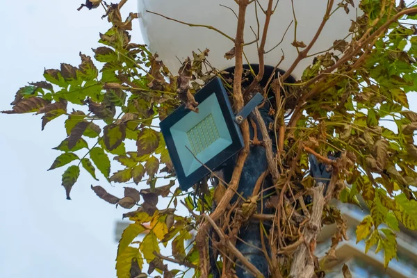 stock image close-up of a construction lamp covered with a vine. Lamps overgrown with plants. City lamp covered with plants.