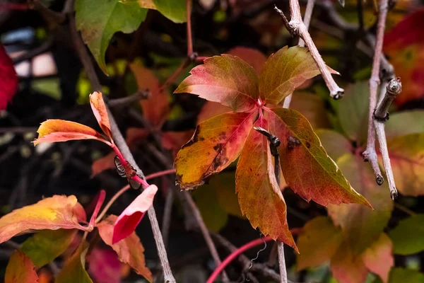 Close Reddened Autumn Leaf Autumn City — Stock Photo, Image