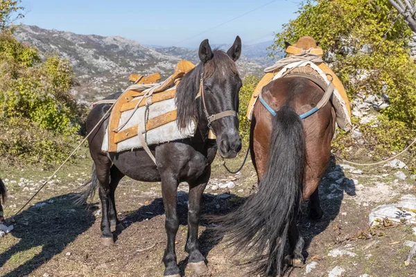 Koşumlu kahverengi bir at yeşil otları tarlada yer. At ot yer. Binicilik için hayvanlar.