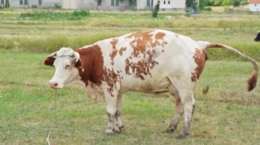 Yazın köyde beyaz-kahverengi bir inek yeşil bir çayıra kakasını yapıyor. Evcil sığırlar