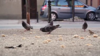 Büyük şehrin meydanında ekmek yiyen birçok güvercinin yakın çekimi. Bir sokak kuşu sürüsü yerden yemek yiyor..