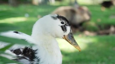  Yeşil bir çayırdaki kaz sürüsünü, çimenlerde yürüyen çiftlik kuşlarını, çimenleri kemiren kazları. Yüksek kalite 4k görüntü.