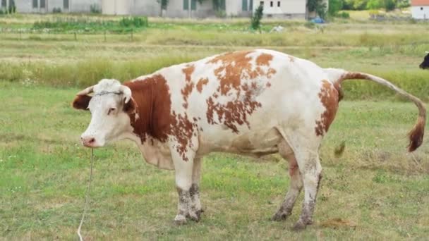 Una Vaca Color Blanco Marrón Caca Prado Verde Verano Pueblo — Vídeo de stock