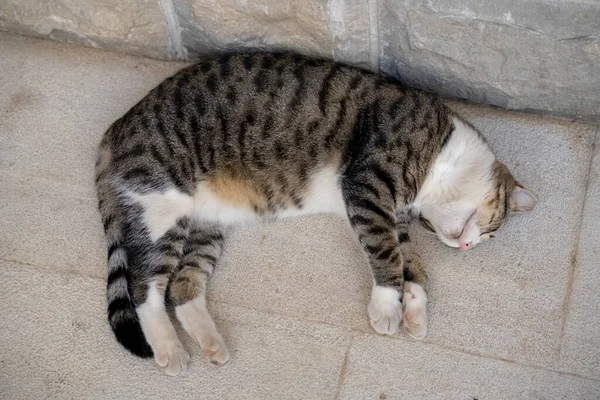 Μια Ενήλικη Αδέσποτη Γάτα Ξαπλώνει Στο Τσιμέντο Και Απολαμβάνει Τον — Φωτογραφία Αρχείου