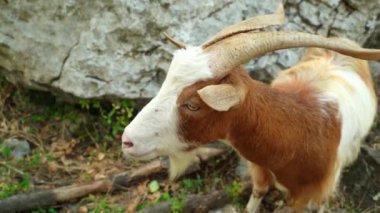 Boynunda çan olan kahverengi bir keçinin yakın plan çekimi çiftliğin yakınındaki bir dağda yeşil otları yiyor. Çiftlik hayvanları