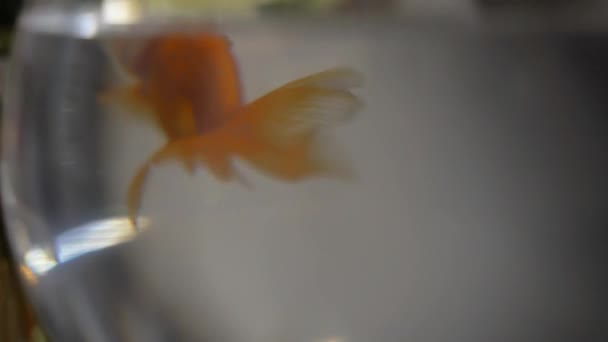 Две Цветные Мелкие Рыбки Медленно Плавают Круглом Аквариуме Закрыть — стоковое видео
