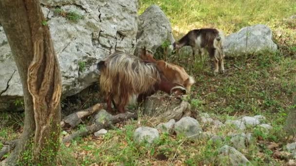 Algumas Cabras Marrons Domésticas Comem Grama Prado Verde Perto Uma — Vídeo de Stock