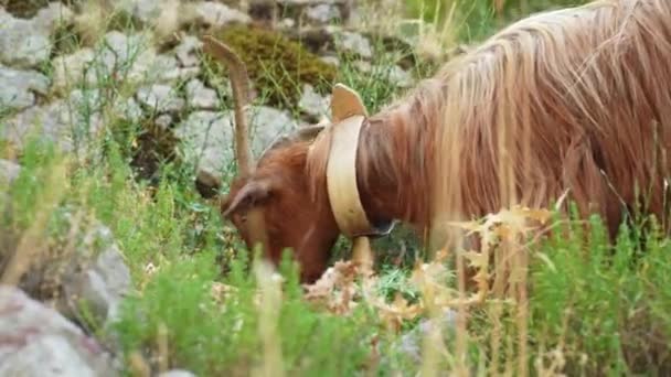 Boynunda Çan Olan Kahverengi Bir Keçinin Yakın Plan Çekimi Çiftliğin — Stok video