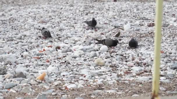 Close Pigeons Pick Food White Stone Beach Sea — Stock Video