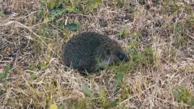 Bir kirpinin yakın plan görüntüsü, sarı çimenler arasında kıvrılmış duruyor.