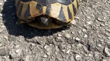 Kara lekeli bir kaplumbağanın yakın çekimi kabuğundan çıktı ve yola doğru süründü..