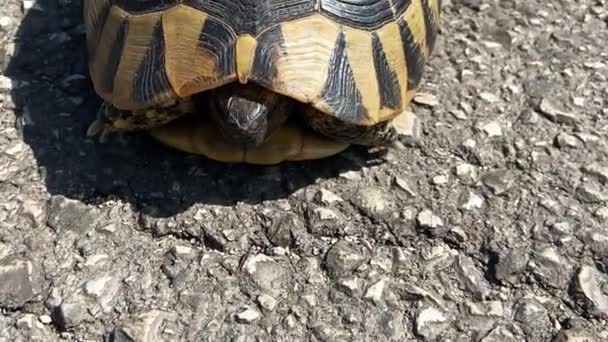 Närbild Sköldpadda Med Svarta Prickar Klättrade Sitt Skal Och Kröp — Stockvideo