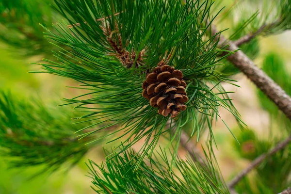 Close Brown Ripe Cone Hanging Green Coniferous Tree Forest — Stock Photo, Image