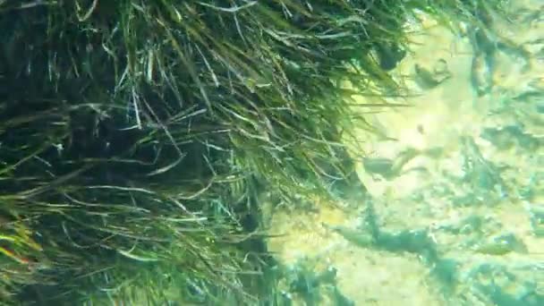 Onderwateronderzoek Van Algen Zeebodem Waarop Zonnekonijnen Door Het Water Vallen — Stockvideo