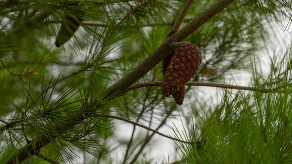 Green Unripe Cone Hangs Branch Immature Coniferous Tree Forest Sky — Stock Photo, Image