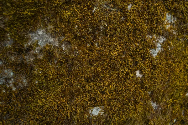 Üzerinde Portakal Yeşili Yosunların Yetiştiği Taş Duvarın Dokusu — Stok fotoğraf