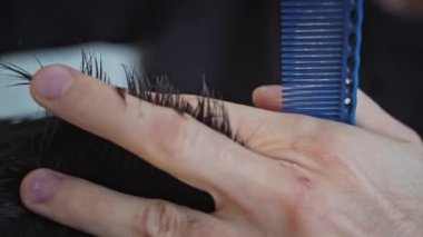 Berber dükkanında saç kesiminin yakın çekimi. Erkek saçını makasla kesen bir adamın yakın çekimi. Kuaför makası ve tarama yardımıyla saç kısaltma.
