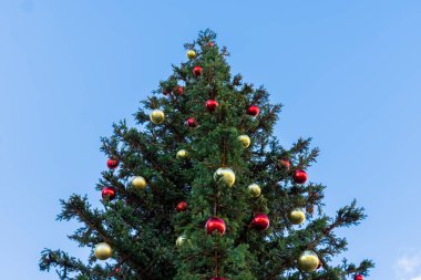 Yeni yıl için süslenmiş bir Noel ağacına asılı kırmızı Noel topları. Kırmızı renkli Noel topları yeşil bir Noel ağacında asılı. Tatil için kozalaklı ağaç süslemesi..