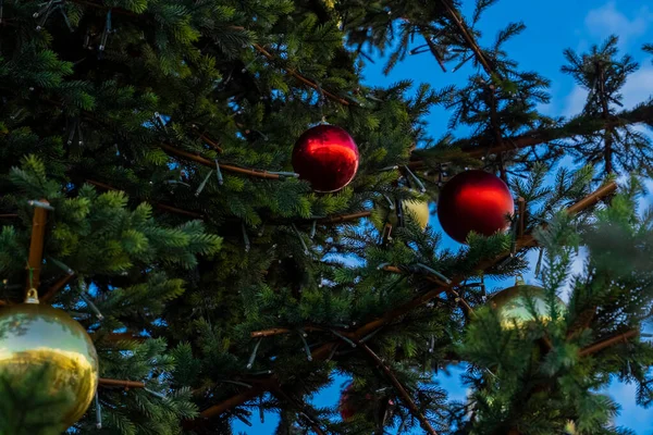 Yeni yıl için süslenmiş bir Noel ağacına asılı kırmızı Noel topları. Kırmızı renkli Noel topları yeşil bir Noel ağacında asılı. Tatil için kozalaklı ağaç süslemesi..