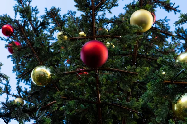 Yeni yıl için süslenmiş bir Noel ağacına asılı kırmızı Noel topları. Kırmızı renkli Noel topları yeşil bir Noel ağacında asılı. Tatil için kozalaklı ağaç süslemesi..