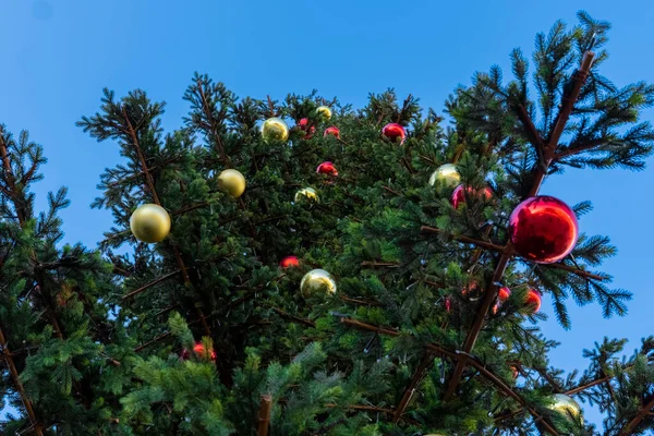 Yeni yıl için süslenmiş bir Noel ağacına asılı kırmızı Noel topları. Kırmızı renkli Noel topları yeşil bir Noel ağacında asılı. Tatil için kozalaklı ağaç süslemesi..