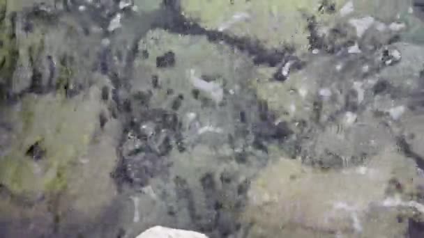 Много Морских Ежей Скалах Морской Воде Морская Флора Фауна — стоковое видео