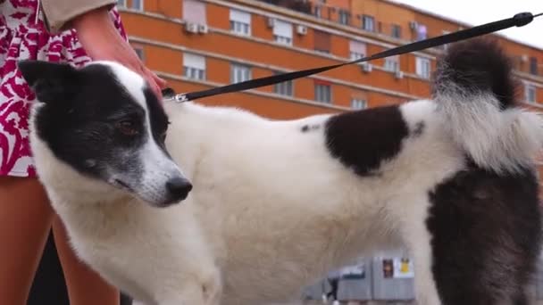 Hermoso Perro Blanco Negro Con Ojos Marrones Mira Alrededor Perro — Vídeos de Stock
