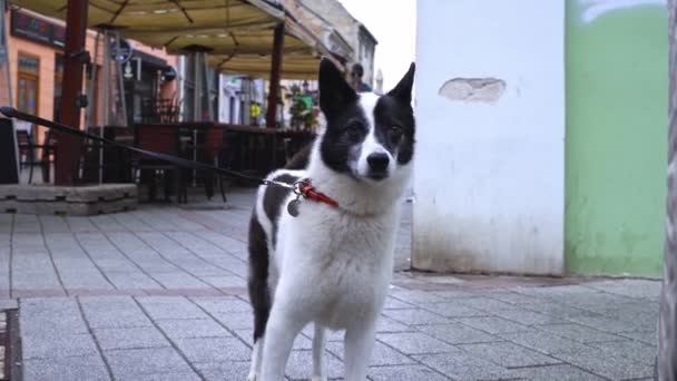 Piękny Czarno Biały Pies Brązowymi Oczami Rozgląda Się Dookoła Uliczny — Wideo stockowe