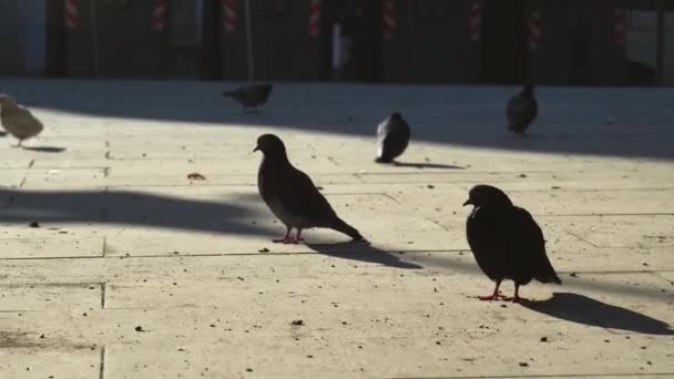 Primer Plano Gran Grupo Palomas Que Caminan Picoteando Migajas Pájaros — Vídeos de Stock