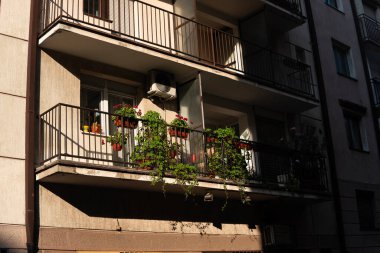 Büyük yeşil çiçekli eski bir Avrupa binasının ön cephesinde bir balkon. Yüksek kalite fotoğraf