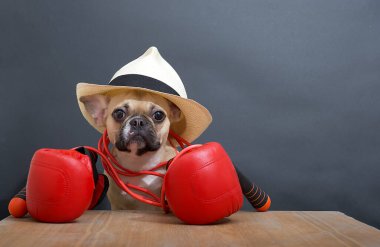 Kırmızı deri boks eldivenleri ve kafasında şık bir şapkayla tahta bir masada boynunda ip ile oturan bir buldog yavrusu. Köpek dövüşten önce basın toplantısı düzenler..