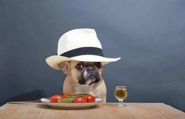 Ένας Σκύλος Μπουλντόγκ Ελαφρώς Μεθυσμένος Κάθεται Ένα Ξύλινο Τραπέζι Στο — Φωτογραφία Αρχείου