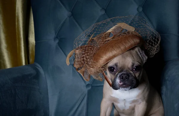 Giovane Bulldog Alla Moda Siede Una Sedia Accogliente Elegante Cappello — Foto Stock