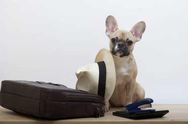 Deri iş çantasının yanında bir bulldog köpeği kameraya bakar ve yanında beyaz bir şapka vardır. Genç bir köpeğin ifade edici bir ağızlık ile stüdyo fotoğrafı..