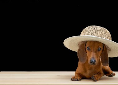 Modaya uygun bir dachshund av köpeği siyah arka planda geniş kenarlı bir yaz tasarımcısı şapkası içinde yatar. Moda gösterisi sırasında kırmızı bir köpeğin stüdyo fotoğrafı..