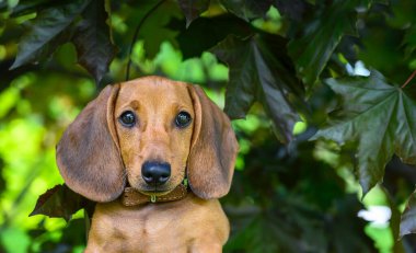 Yeşil akçaağaç yaprakları arasında küçük bir köpek yavrusu bir yaz günü yürürken ileriye bakar. Arkaplan olarak ağaçların yoğun yaprakları.