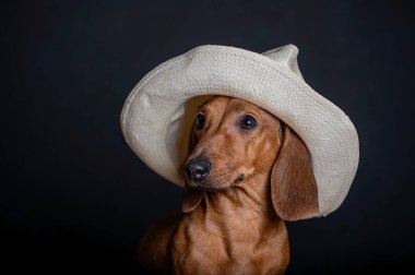 Modaya uygun av köpeği dachshund siyah arka planda beyaz hasır bir şapkayla oturuyor. Bir defile sırasında stüdyo fotoğrafı.