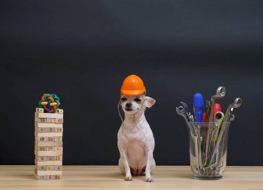 Küçük beyaz bir chihuahua köpeği, küçük bir turuncu koruyucu miğferin içinde inşaat aletleri vazosuyla ahşap tuğla kulesi arasında oturur. Stüdyoda siyah bir arkaplanda fotoğraf çekimi..