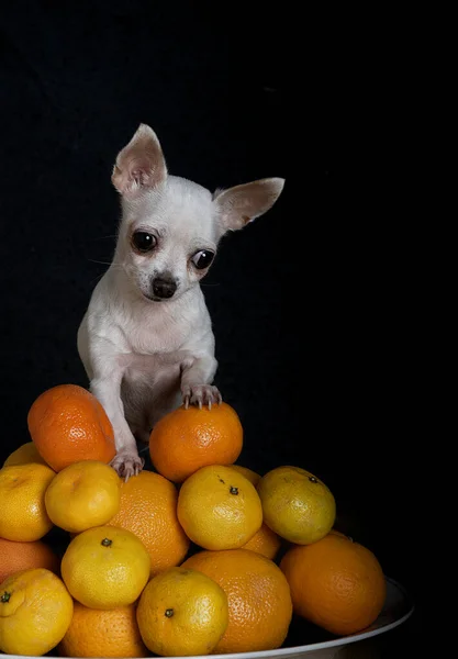 一只小奇瓦瓦犬站在一个黑色背景的大堆成熟的橘子上 这只狗很仔细地观察形势 — 图库照片