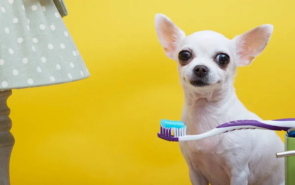 Chihuahua Cane Lava Denti Con Una Grande Spazzola Con Pasta — Foto Stock
