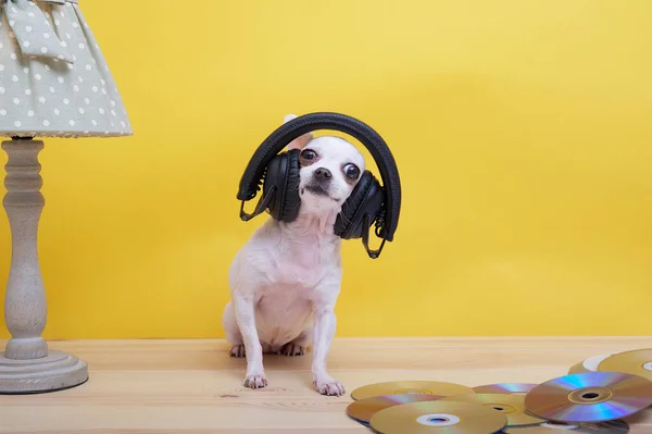 Chihuahua犬は大きな黒いヘッドフォンで音楽に耳を傾け 彼の頭は写真スタジオの黄色の背景に立って高い開催 周りに散在するCd — ストック写真