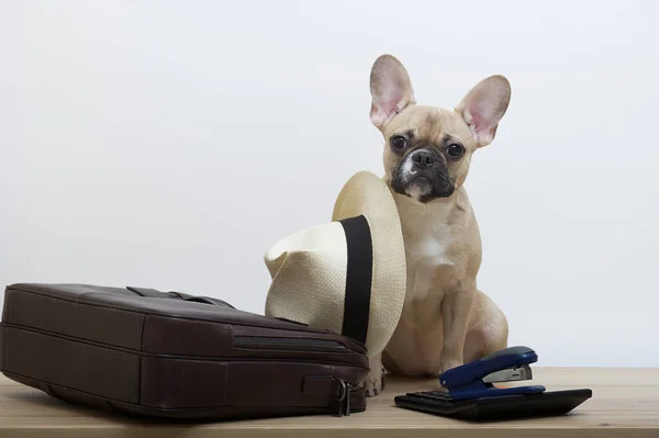 stock image A bulldog dog next to a leather business briefcase looks at the camera and next to it is a summer white hat. Studio photo of a young dog with an expressive muzzle.