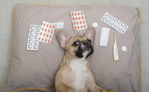 Buldog, farklı ilaç paketlerinin arasında yumuşak bir yastığın üzerinde sırt üstü yatıyor. Fransız Bulldog gri bir yastığın üzerinde, sakince kameraya bakıyor..
