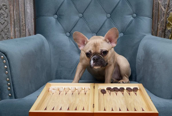 The bulldog dog is playing a board game, the goal of which is to bring all the chips to the house. The dog looks carefully at the game board. The board game is known in a number of countries.